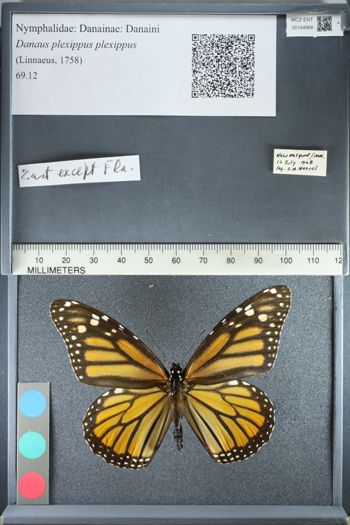 Media type: image;   Entomology 164968